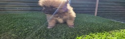 Pomerania perros en venta: Pomerania lulus  - Anuncio 1