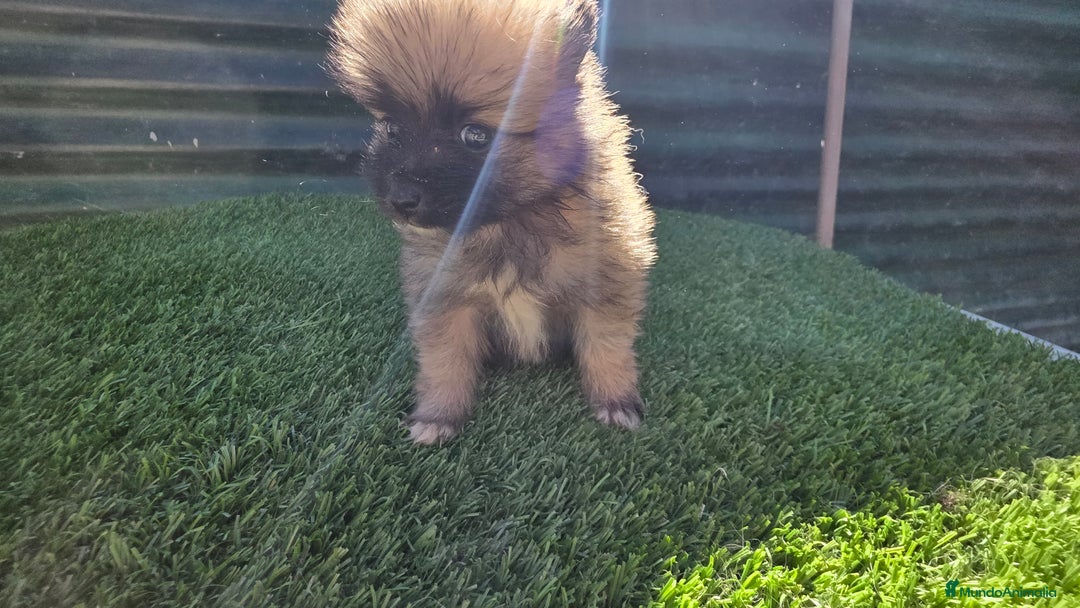 Pomerania perros en venta: Pomerania lulus  - Anuncio 1