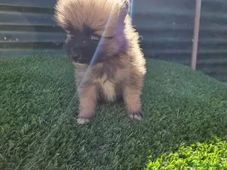 Pomerania perros Pomerania lulus - Anuncio 19