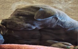 Dogo Alemán perros en venta: Dogo Alemán Azul - Imagen 3