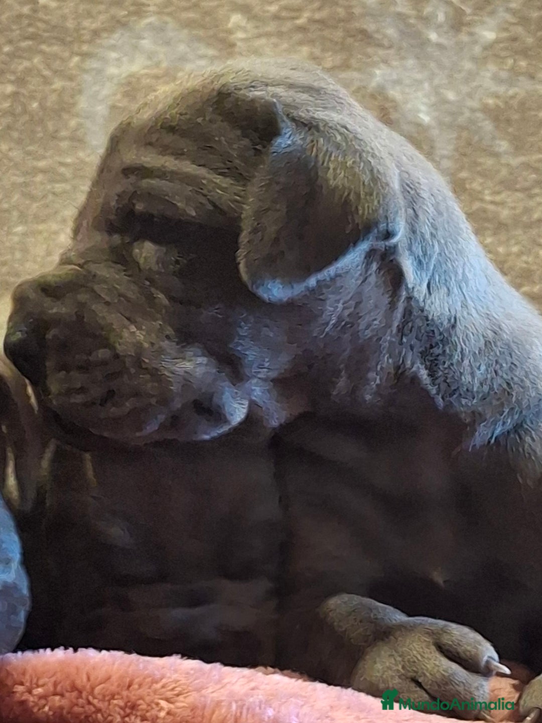 Dogo Alemán perros en venta: Dogo Alemán Azul - Imagen 3