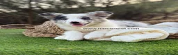 Border Collie perros en venta: BORDER COLLIE MERLE HEMBRA - Anuncio 2