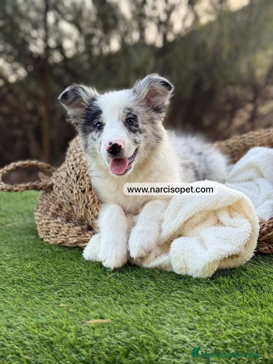 Border Collie perros en venta: BORDER COLLIE MERLE HEMBRA - Anuncio 2