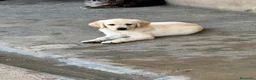 Labrador Retriever perros en venta: Cachorros de Labrador - Anuncio 2