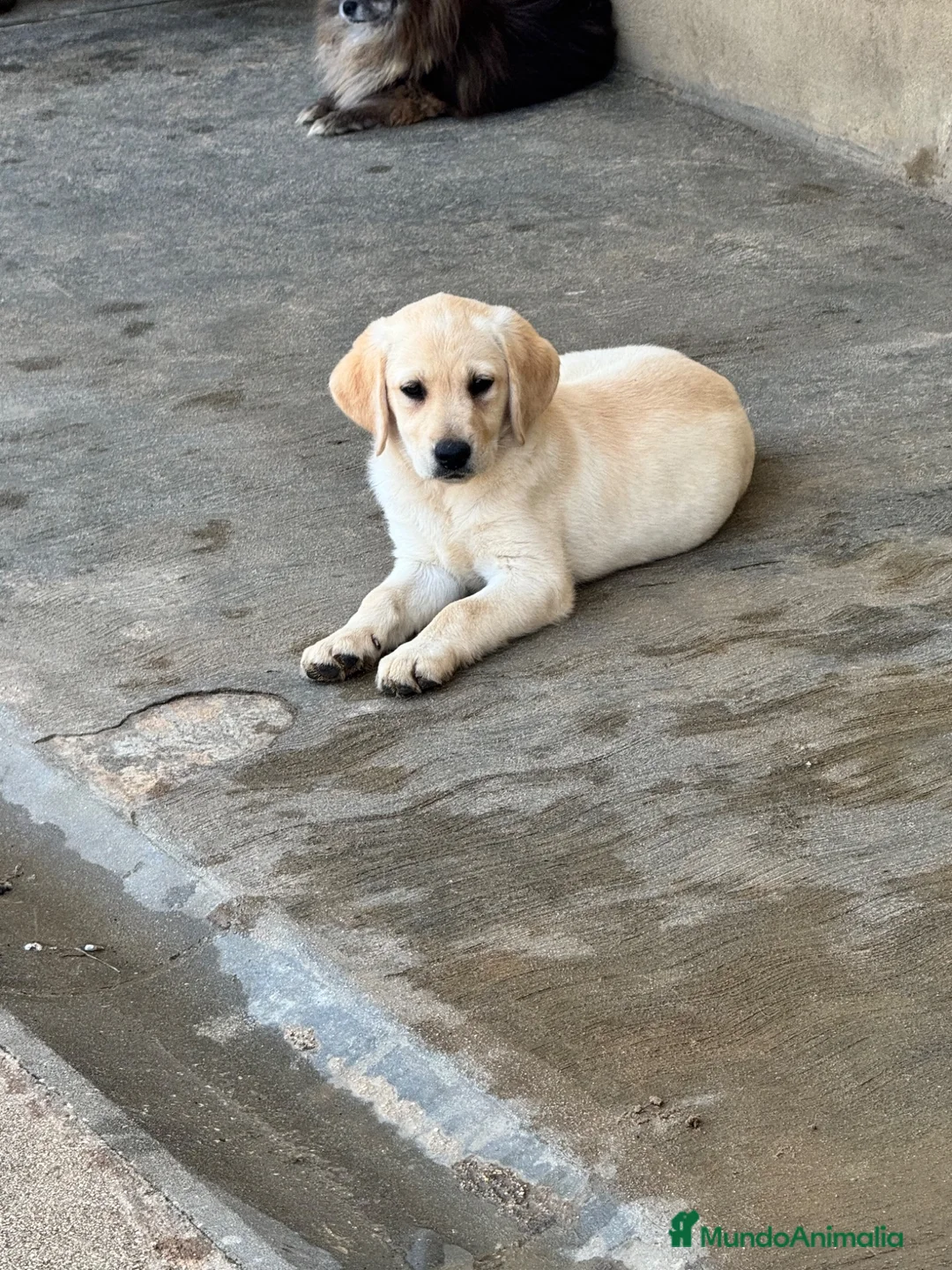 Labrador Retriever perros en venta: Cachorros de Labrador - Anuncio 2