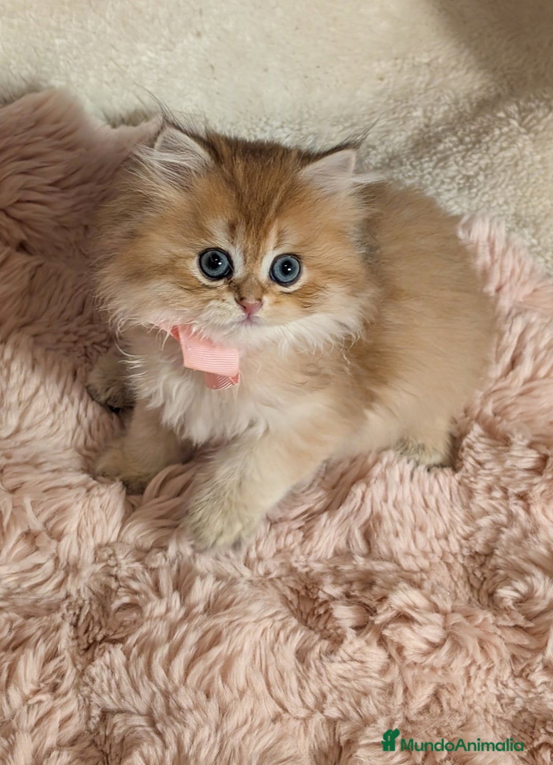 Británico de Pelo Largo gatos en venta:  2gatitos color exclusivo british golden longhair  - Anuncio 14
