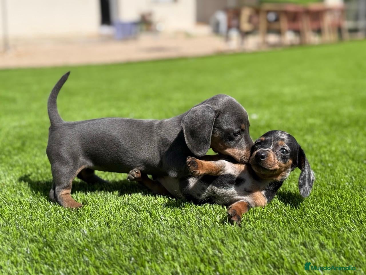 Teckel Miniatura perros TECKEL MINI VARIOS COLORES - Anuncio 2
