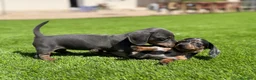 Teckel Miniatura perros en venta: TECKEL MINI VARIOS COLORES - Anuncio 2