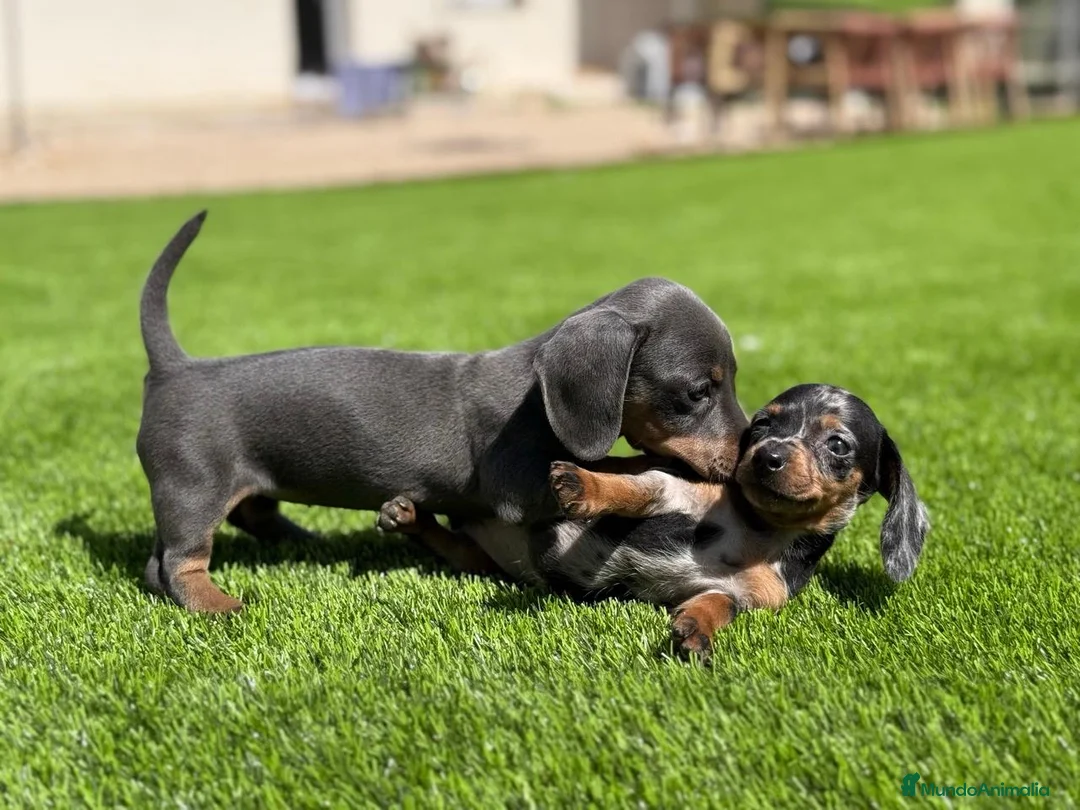 Teckel Miniatura perros en venta: TECKEL MINI VARIOS COLORES - Anuncio 2