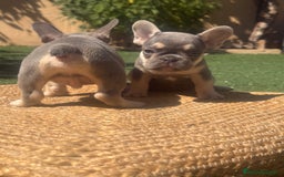 Bulldog Francés perros en venta: BULLDOG FRANCES LILAC AND TAN  - Imagen 1