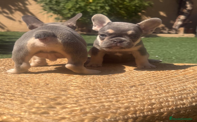 Bulldog Francés perros - Anuncio 2