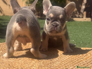Bulldog Francés perros - Anuncio 9