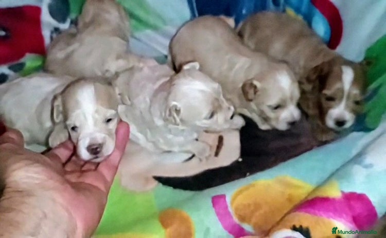 Maltipoo perros - Anuncio 1