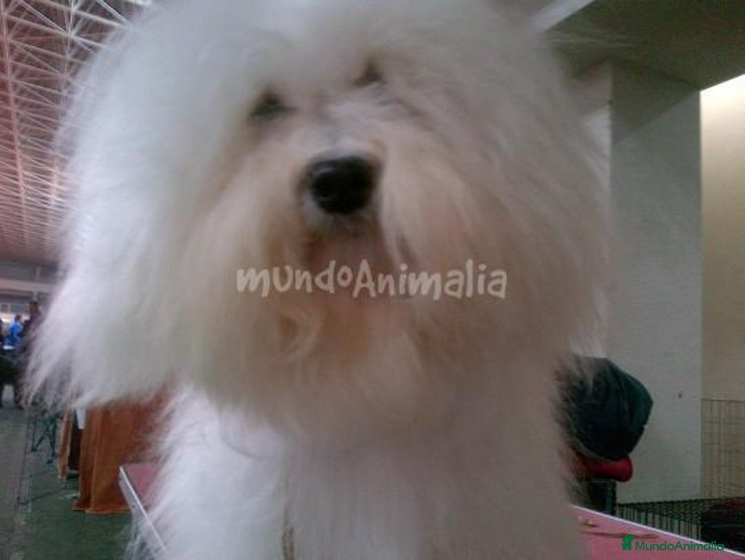 Imagen de galería {{count}}