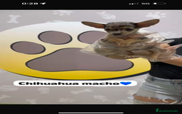 Chihuahua perros en venta: Chihuahua macho merle - Imagen 2
