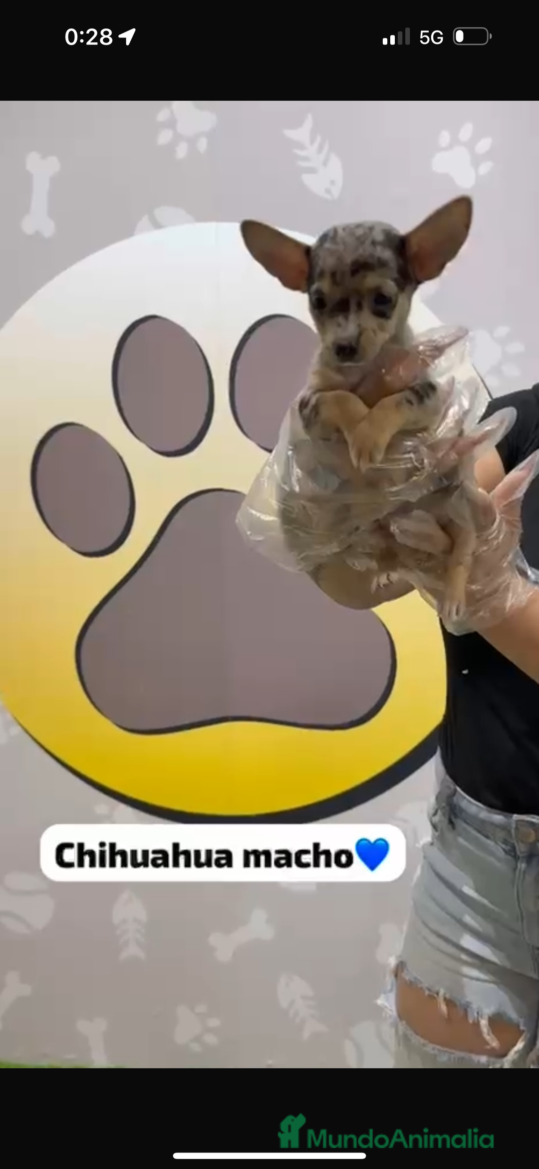 Chihuahua perros en venta: Chihuahua macho merle - Imagen 2