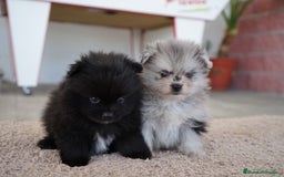 Pomerania perros en venta: 🐾 Roscón, Prodigy y Monk  Pomerania especiales 🐾 - Imagen 4