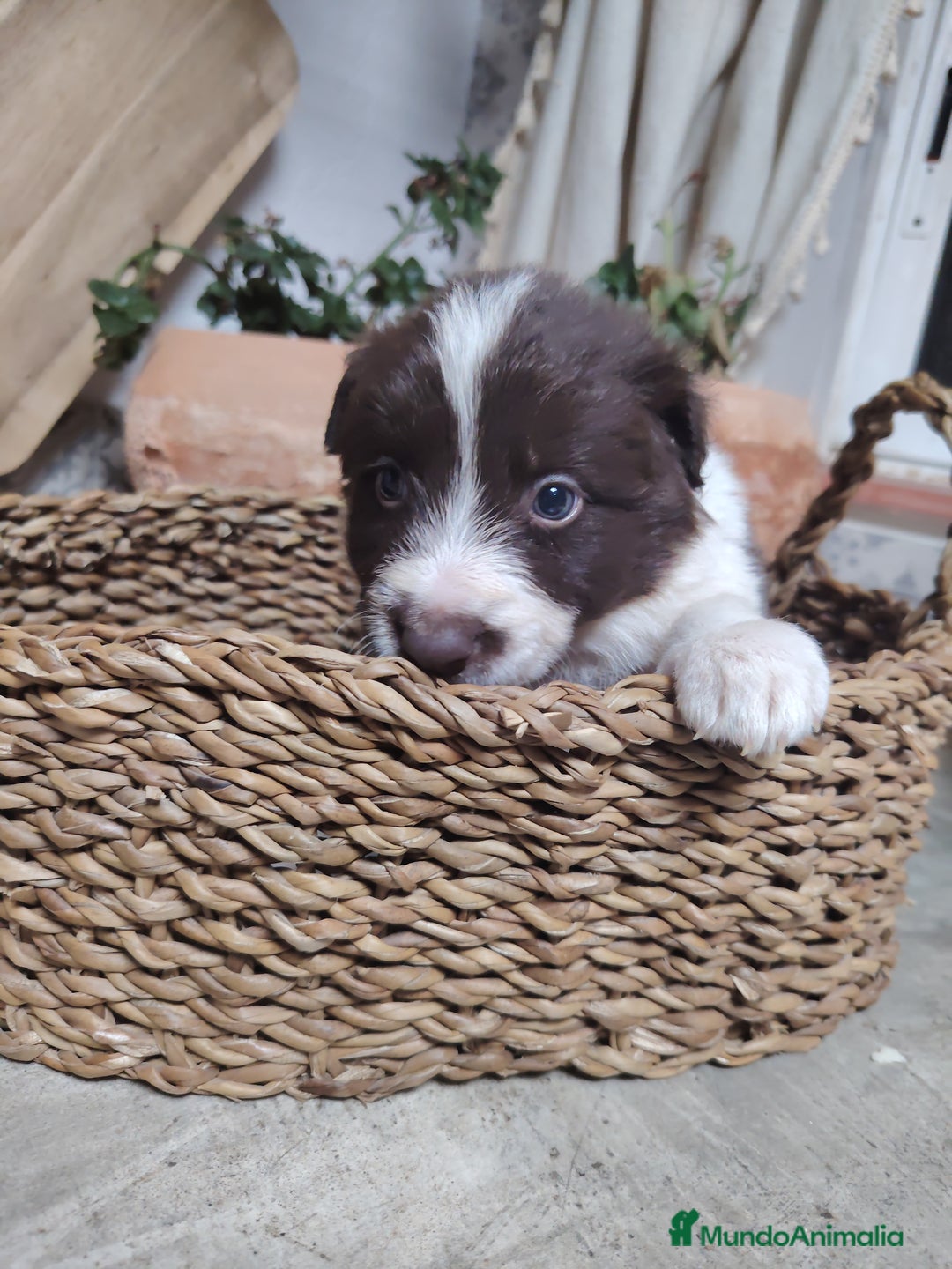 Border Collie perros en venta: Cachorros border collie chocolate y red merle - Anuncio 5