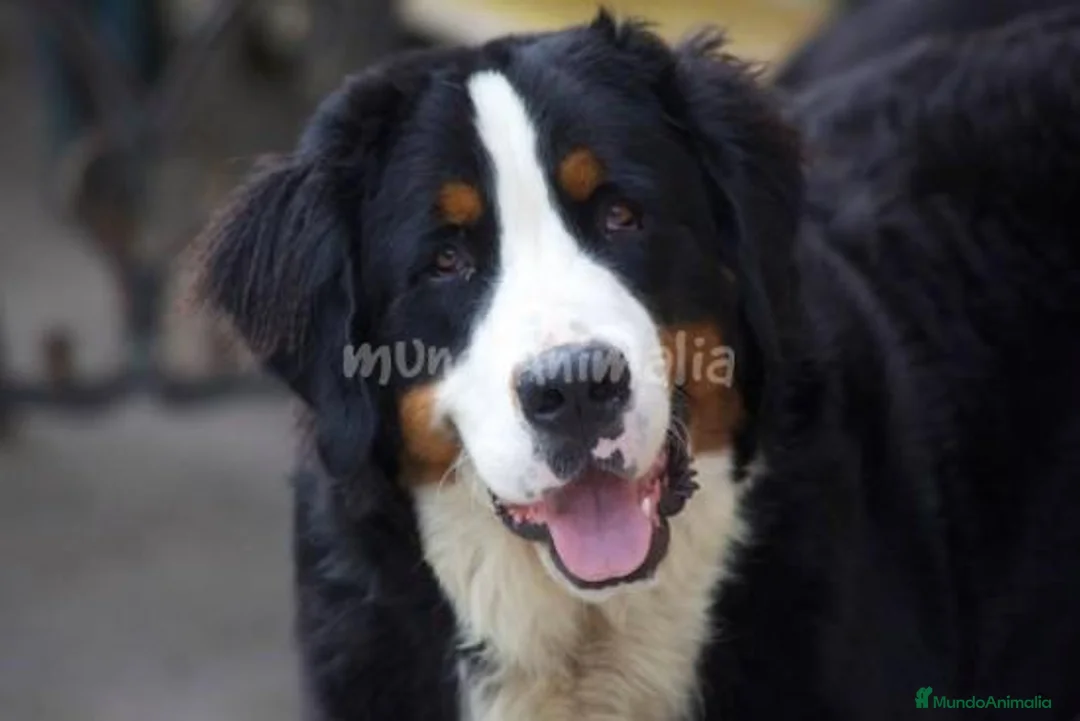 Imagen de galería {{count}}