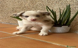 Border Collie perros en venta: BORDER COLLIE MERLE MACHO - Imagen 16