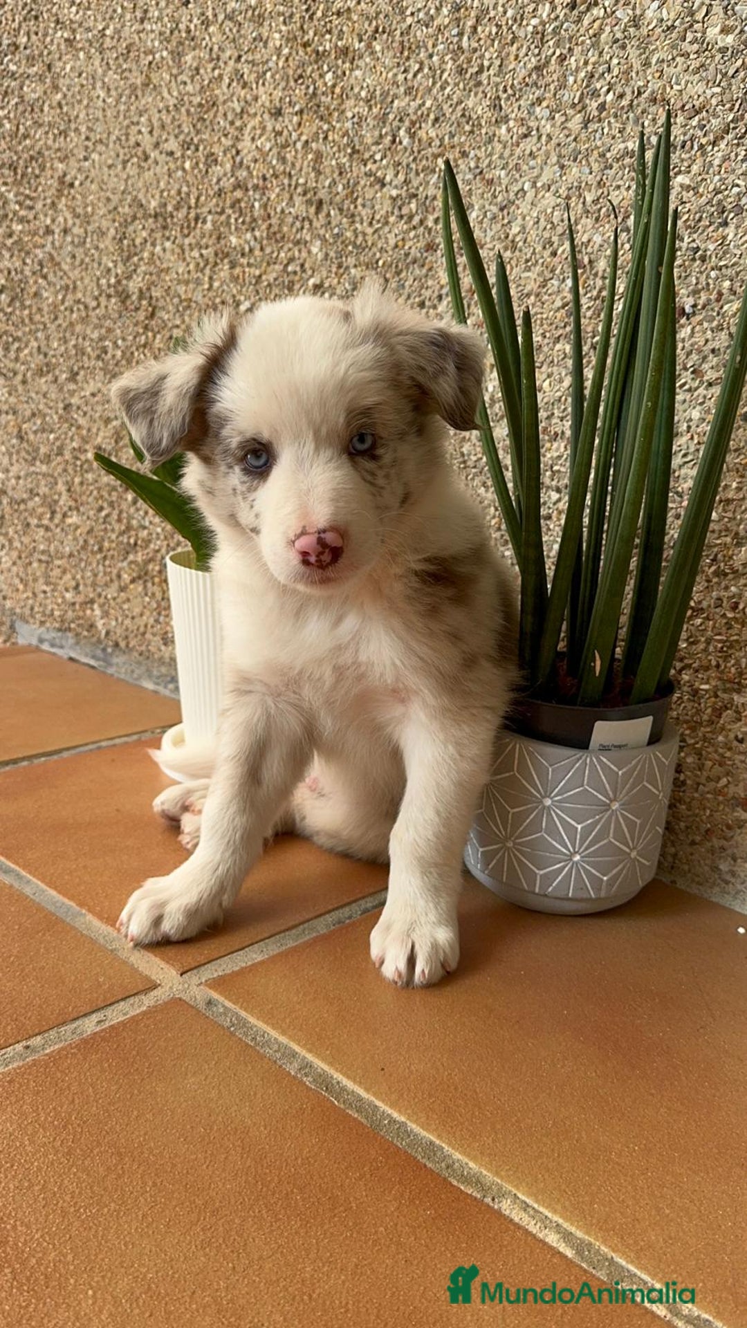 Border Collie perros en venta: BORDER COLLIE MERLE MACHO - Imagen 16
