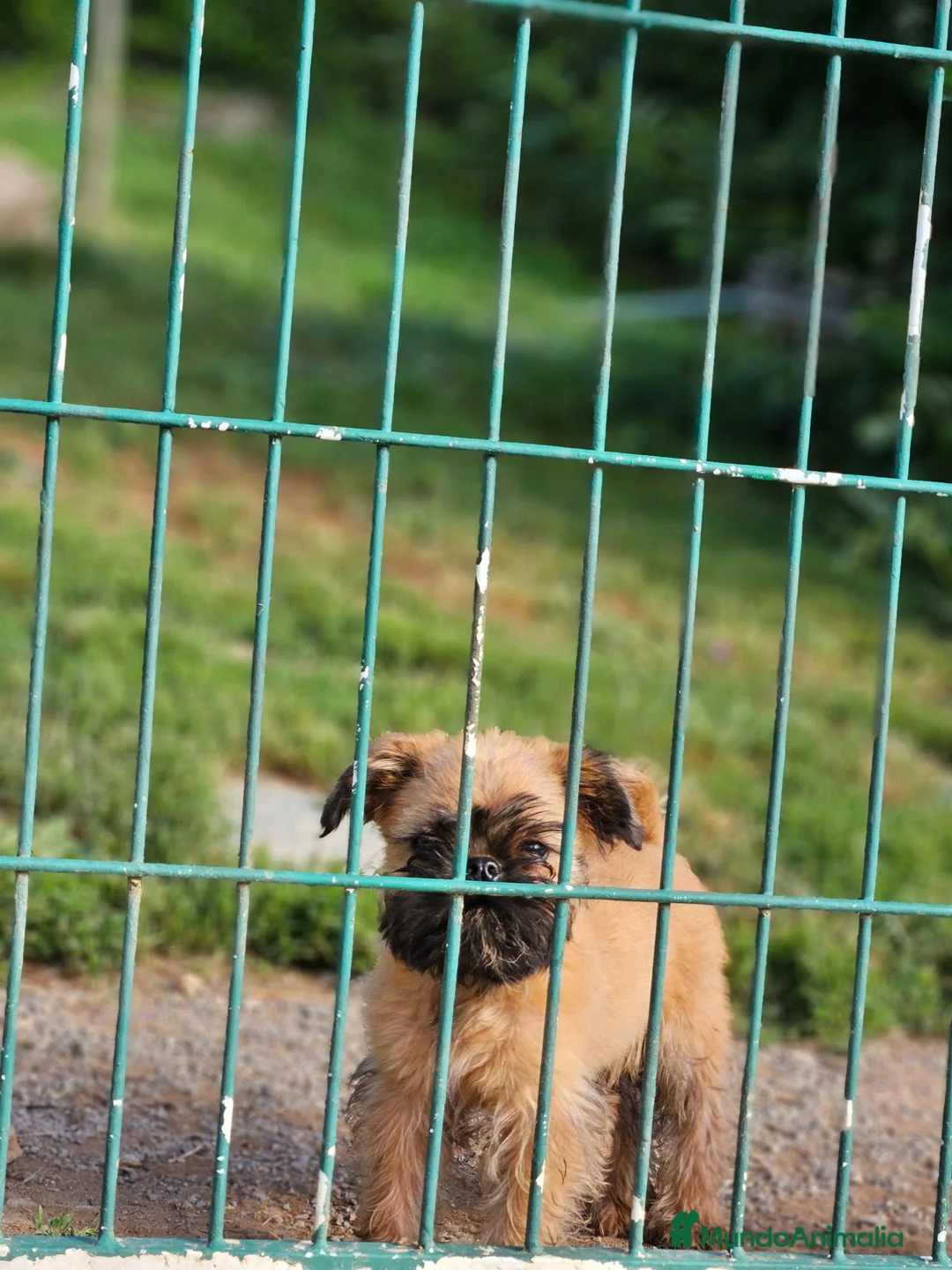 Grifón de Bruselas perros en venta: Espectacular cachorro Grifon de Bruselas - Anuncio 3