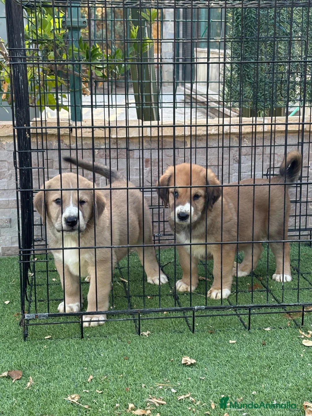 Pastor de Asia Central perros en venta: Disponible pareja Alabai  - Anuncio 7