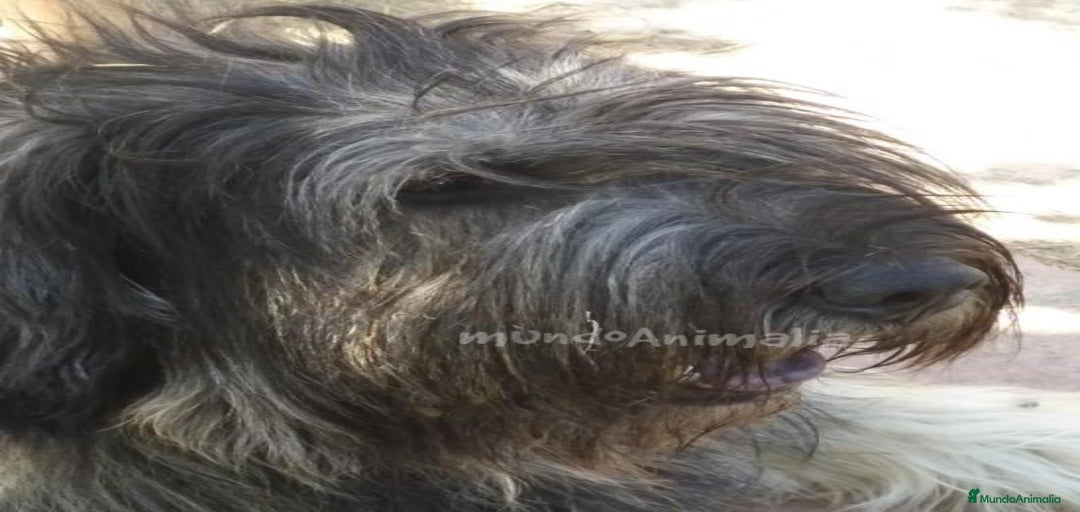 Imagen de galería {{count}}