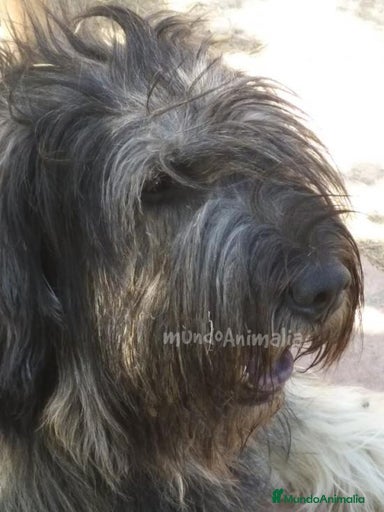 Imagen de galería {{count}}