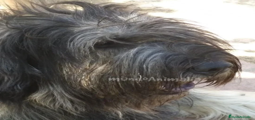 Imagen de galería {{count}}