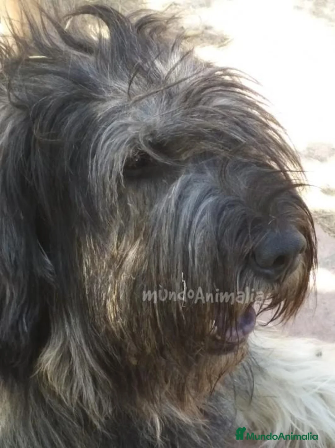 Imagen de galería {{count}}