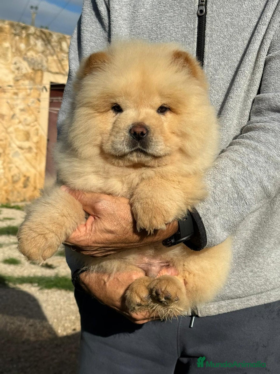Chow Chow perros en venta: Camada de chow chow enanos - Anuncio 4