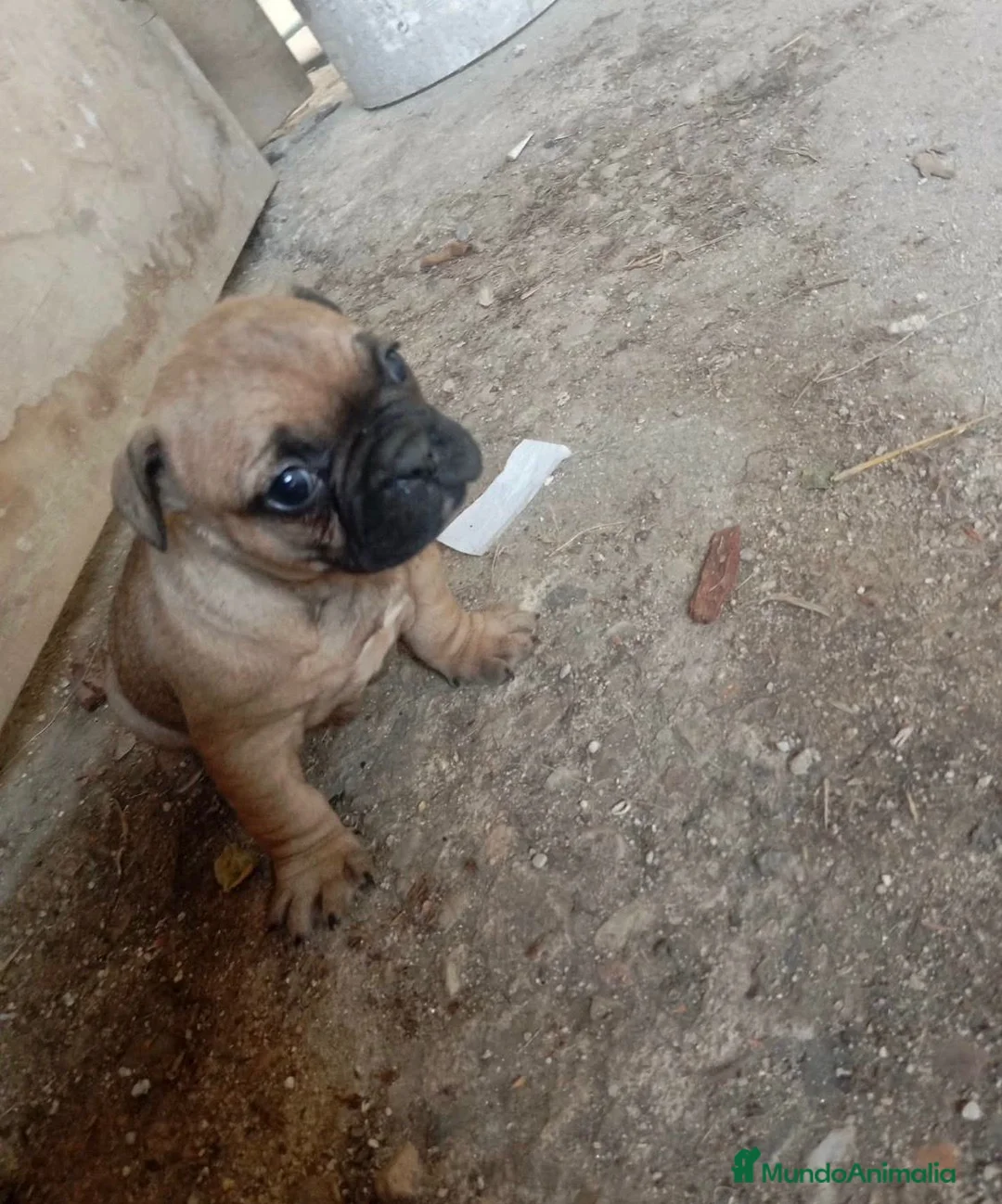 Bulldog Francés perros en venta: Bulldog francés  - Anuncio 2