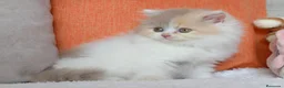 Británico de Pelo Largo gatos en venta: Gatita British Longhair🌸 - Anuncio 7