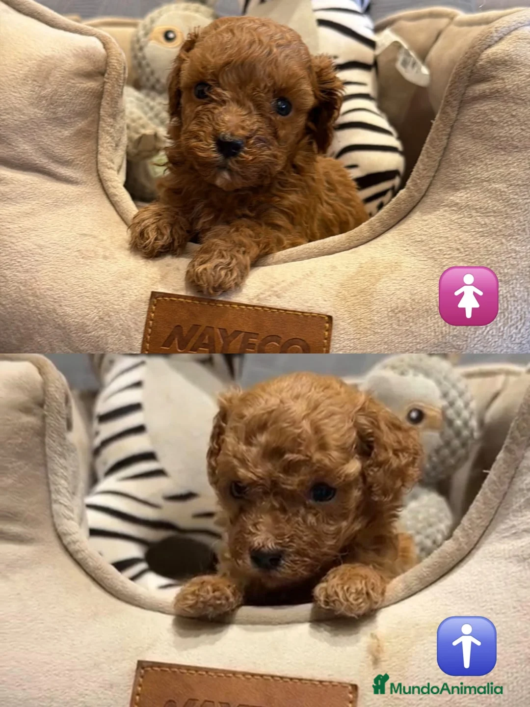 Caniche Toy perros en venta: MACHITO Y HEMBRA CANICHE MINITOY COREANO - Anuncio 2