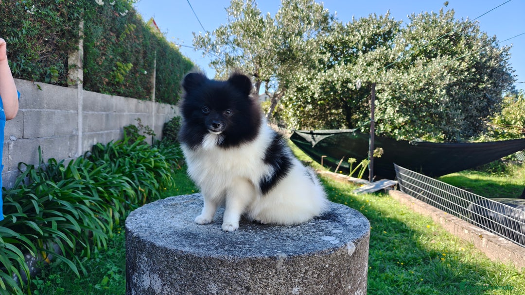 Pomerania perros en venta: Lulu de pomerania  - Imagen 9
