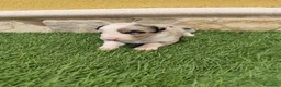 Border Collie perros en venta: Hembra Border collie Tri blue choco - Anuncio 16