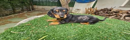 Teckel perros en venta: Cachorritos de teckel Arlequín  - Anuncio 3