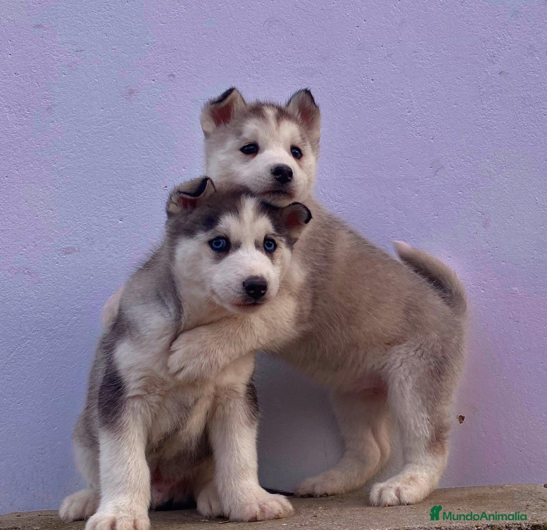 Husky Siberiano perros en venta: Husky Siberiano  - Anuncio 3