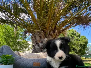 Border Collie perros PEQUEÑOS BORDER COLLIE - Anuncio 9