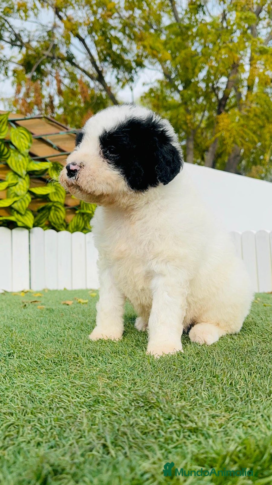 Perro de Agua Español perros en venta: PERRO DE AGUA ESPAÑOL - Anuncio 10