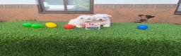 Bichón Maltés perros en venta: Bichón maltes  - Anuncio 2
