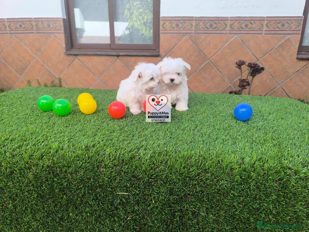 Bichón Maltés perros en venta: Bichón maltes  - Anuncio 2