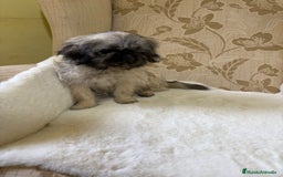 Pekinés perros en venta: Cachorros de Pekines Imperial hembras  - Imagen 21