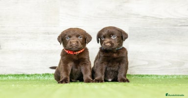 Labrador Retriever perros - Propaganda 6