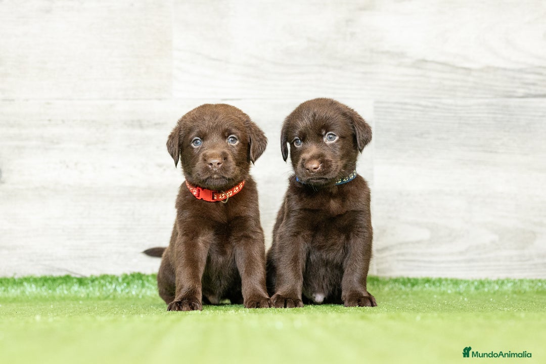 Labrador Retriever perros en venta: LABRADOR CHOCOLATE DISPONIBLE  - Imagen 3