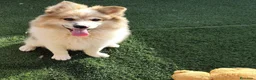 Border Collie perros en venta: Bordercollie  - Anuncio 1