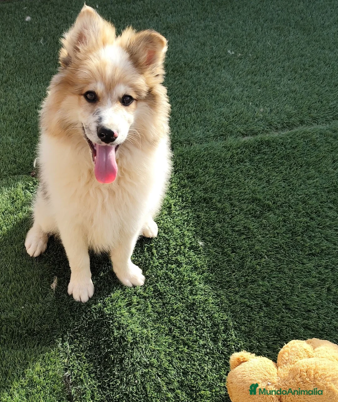Border Collie perros en venta: Bordercollie  - Anuncio 1