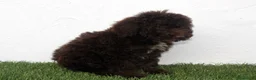 Perro de Agua Español perros en venta: Perro de Agua Español - Anuncio 17
