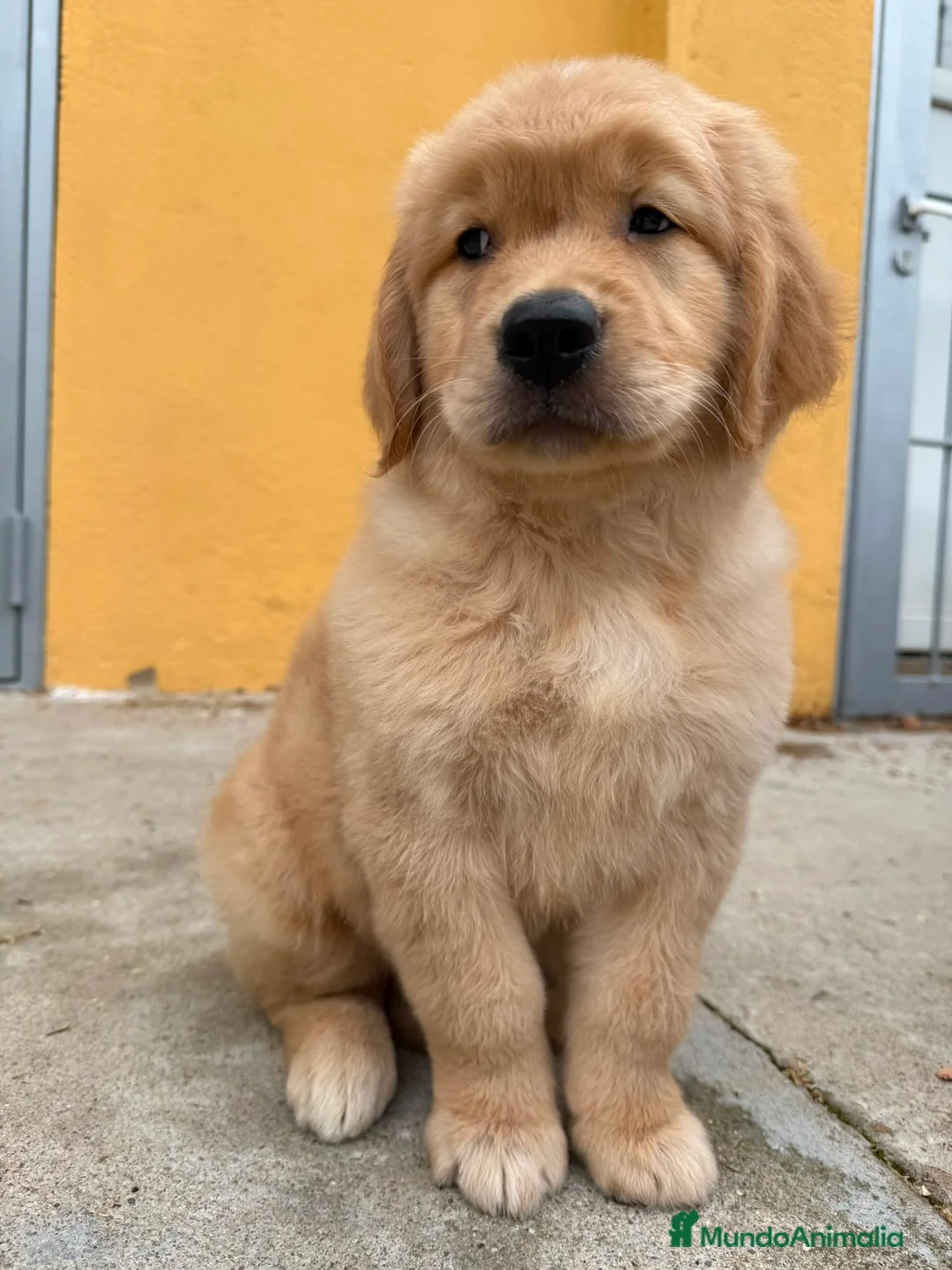 Golden Retriever perros en venta: Golden Retriever  - Anuncio 9